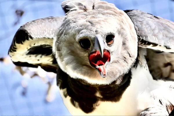 Let's save the Harpies (Harpyja)