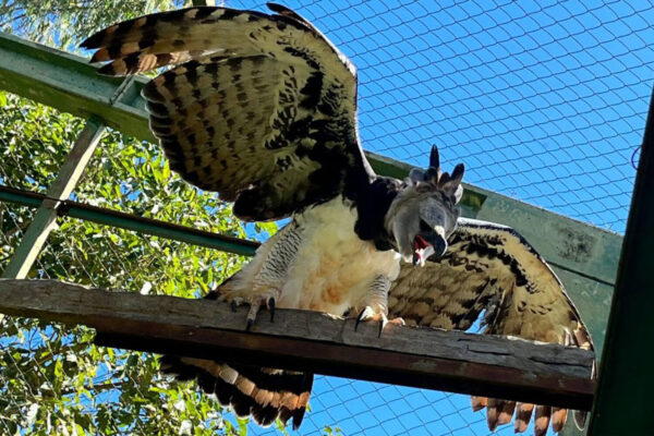 Let's save the Harpies (Harpyja)