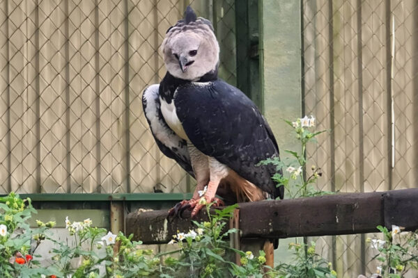 Águila Harpia